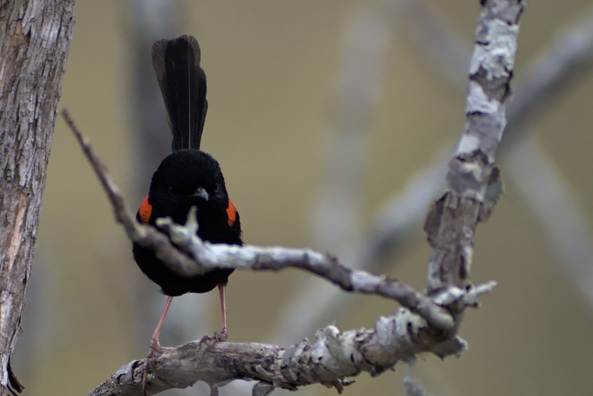 Red-backed Fairywren - Anthony Contoleon