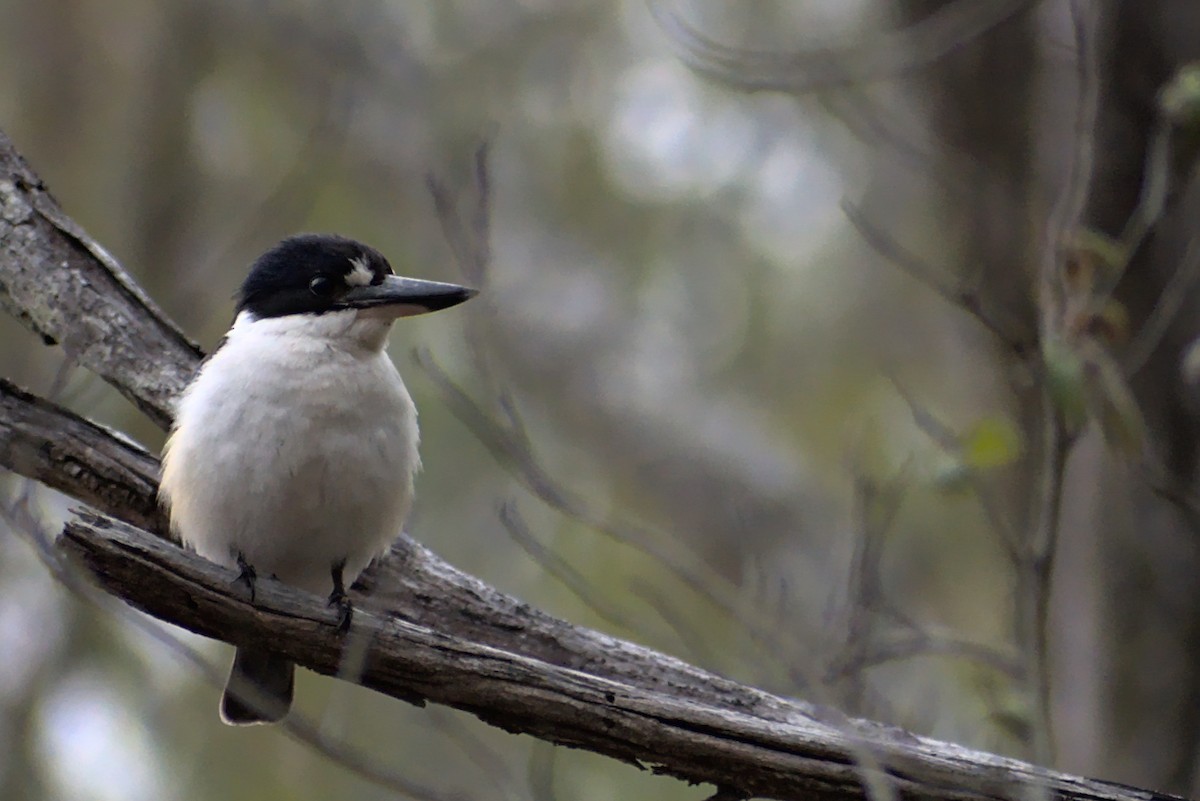 Forest Kingfisher - Anthony Contoleon