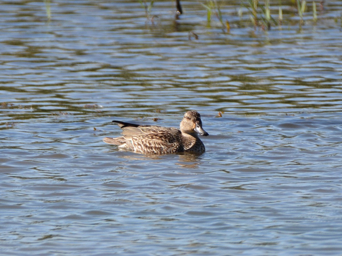 Green-winged Teal - ML276449921