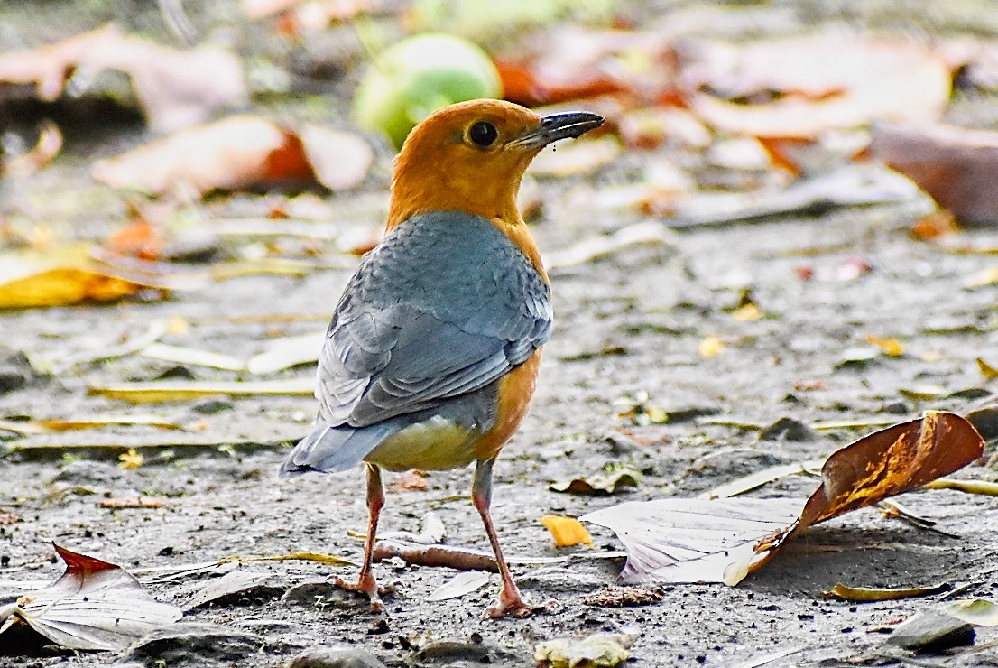 Orange-headed Thrush - ML276450341