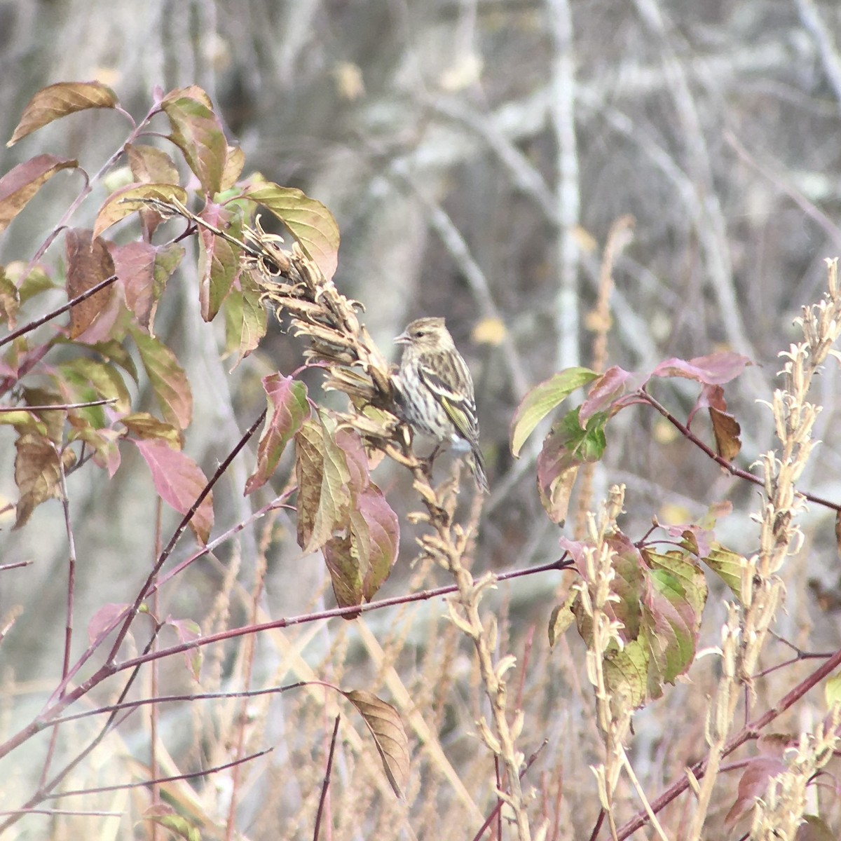 Pine Siskin - ML276450671