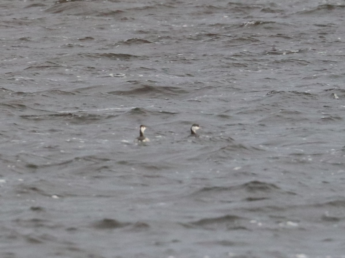 Horned Grebe - ML276450921