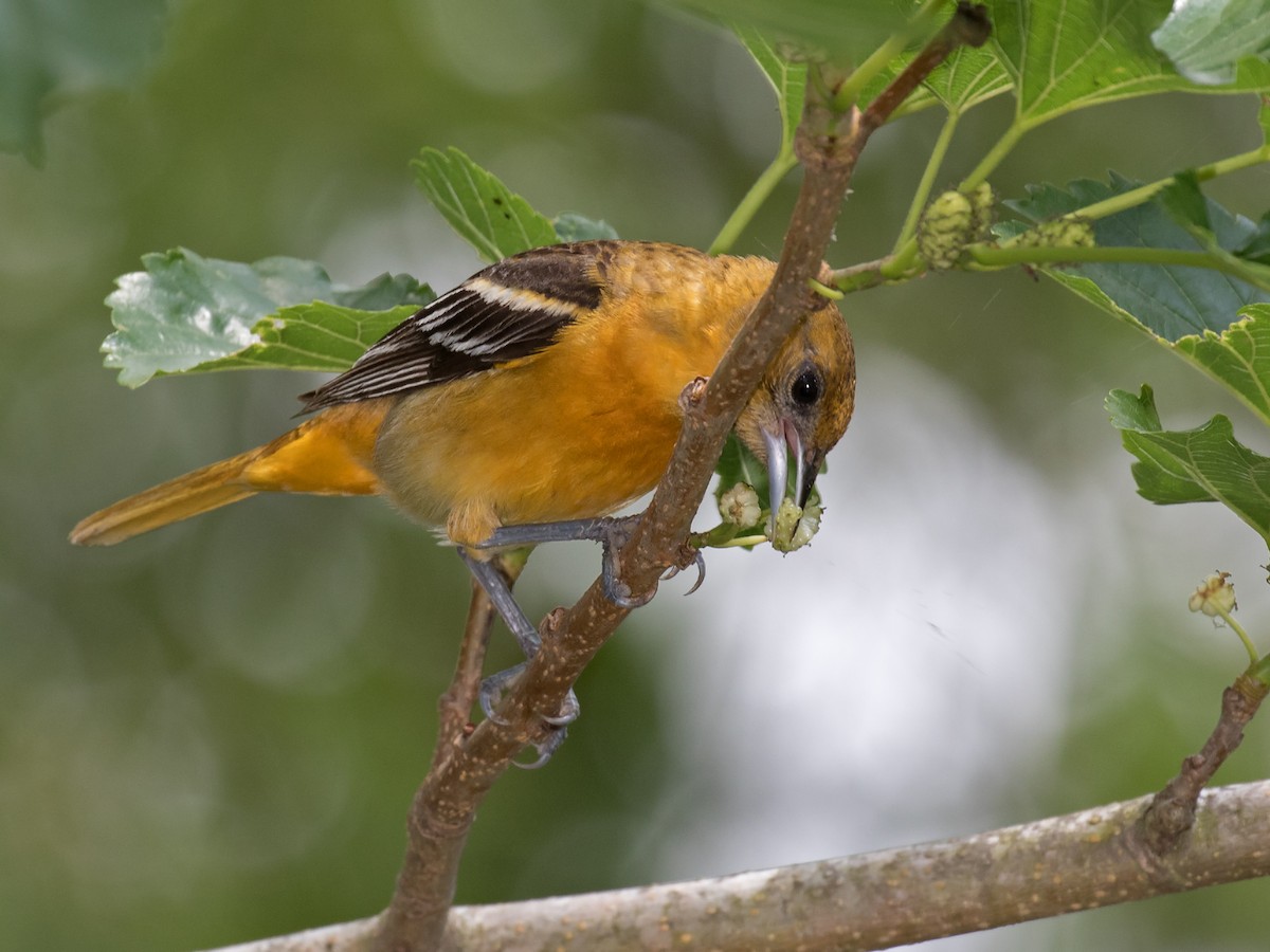 Baltimore Oriole - ML27645151