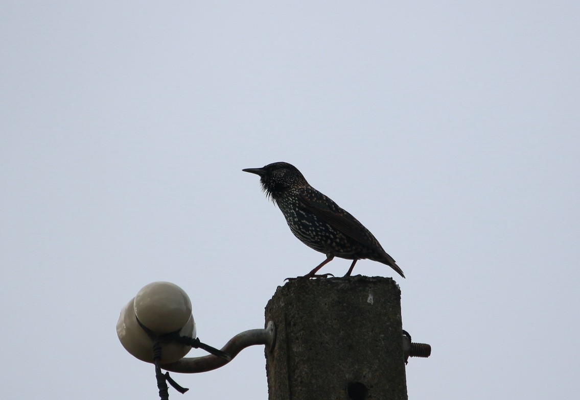 European Starling - ML276453151