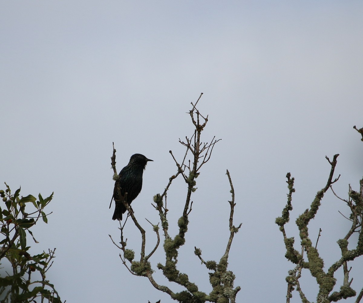 European Starling - ML276453211