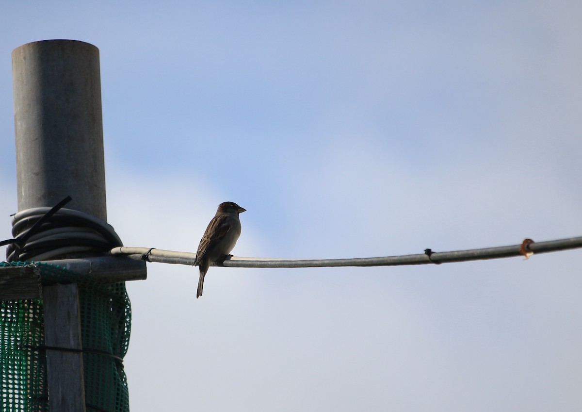 House Sparrow - Bento Cordeiro