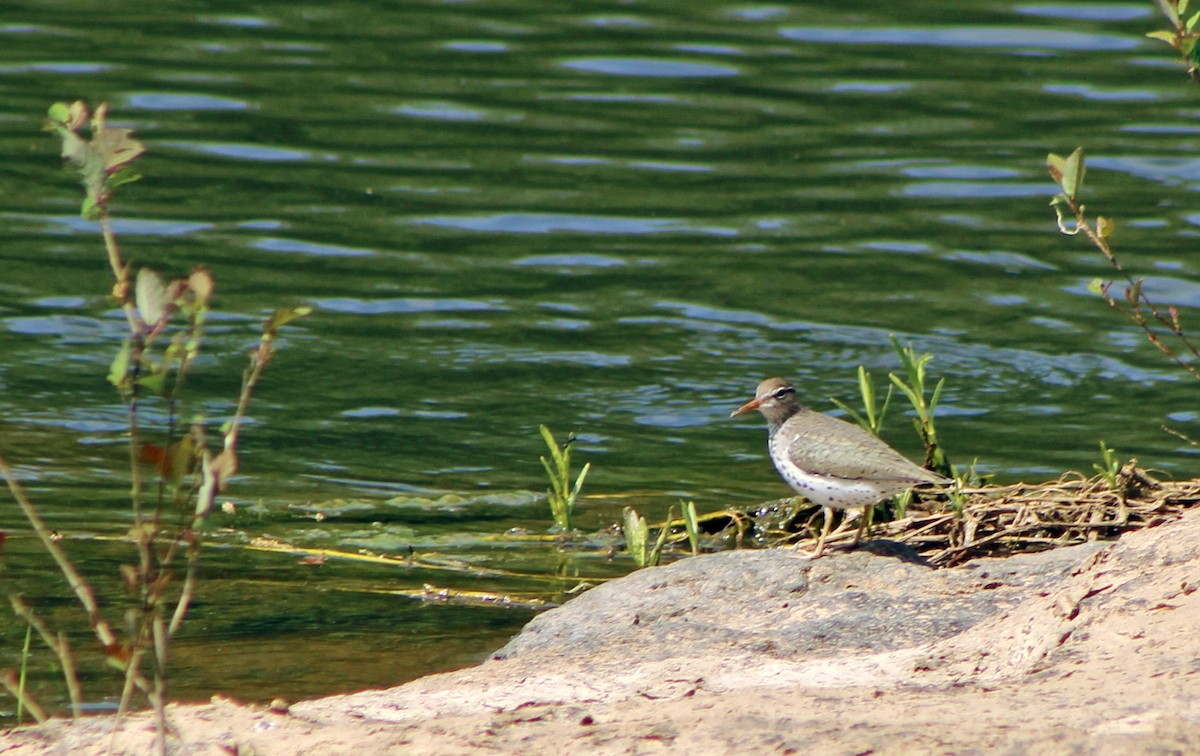 Spotted Sandpiper - Mary Coker