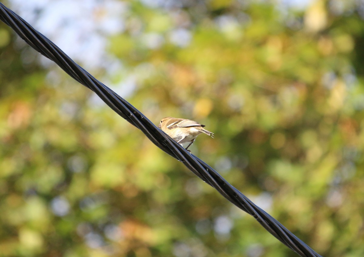 Azores Chaffinch - ML276454171