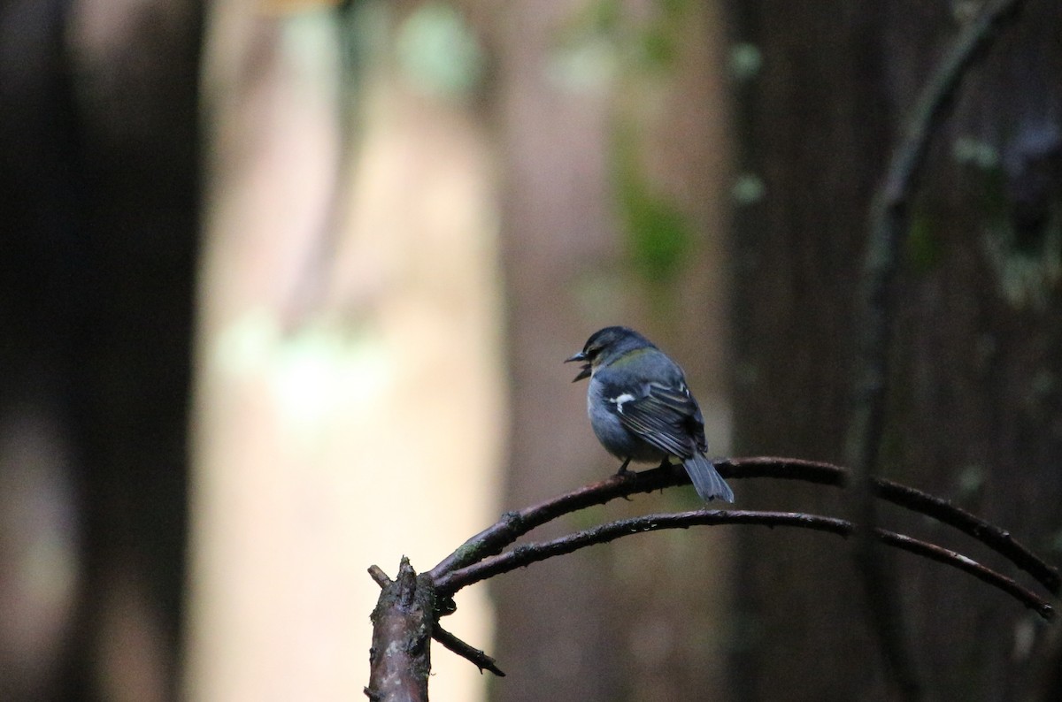 Azores Chaffinch - ML276454191