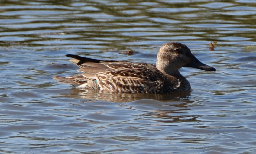 Green-winged Teal - ML276454341