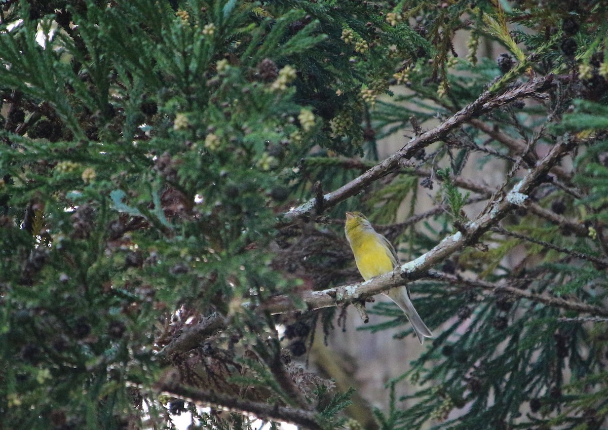 Island Canary - ML276454371