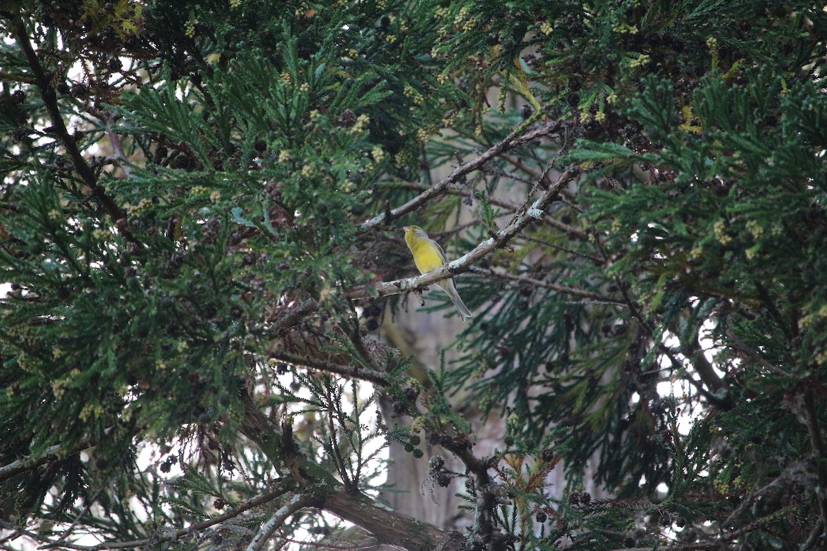 Island Canary - ML276454411