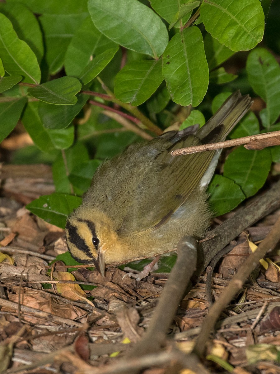 Worm-eating Warbler - ML27645461