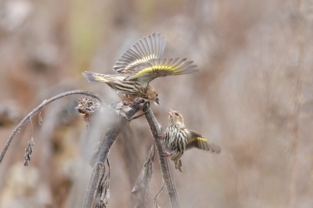 Pine Siskin - ML276455431