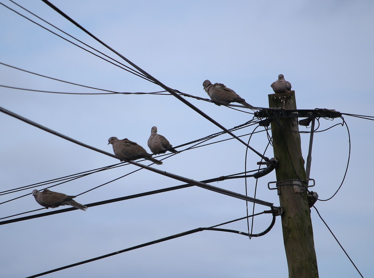 Eurasian Collared-Dove - ML276455561