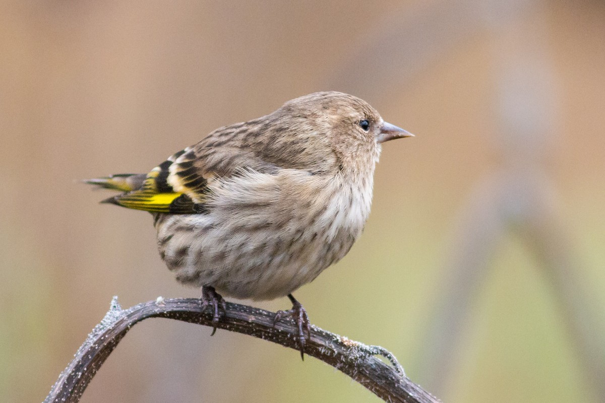 Pine Siskin - ML276455671