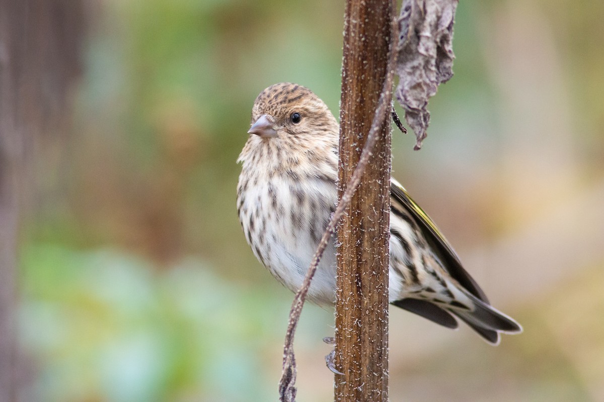 Pine Siskin - ML276455881