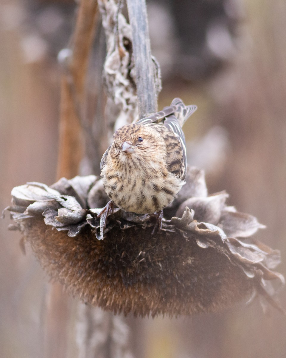 Pine Siskin - ML276456041