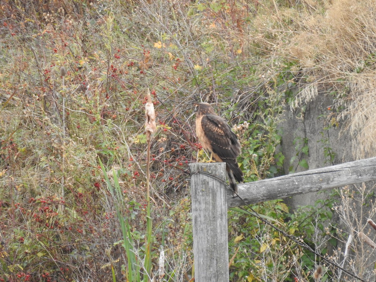 Northern Harrier - ML276456181