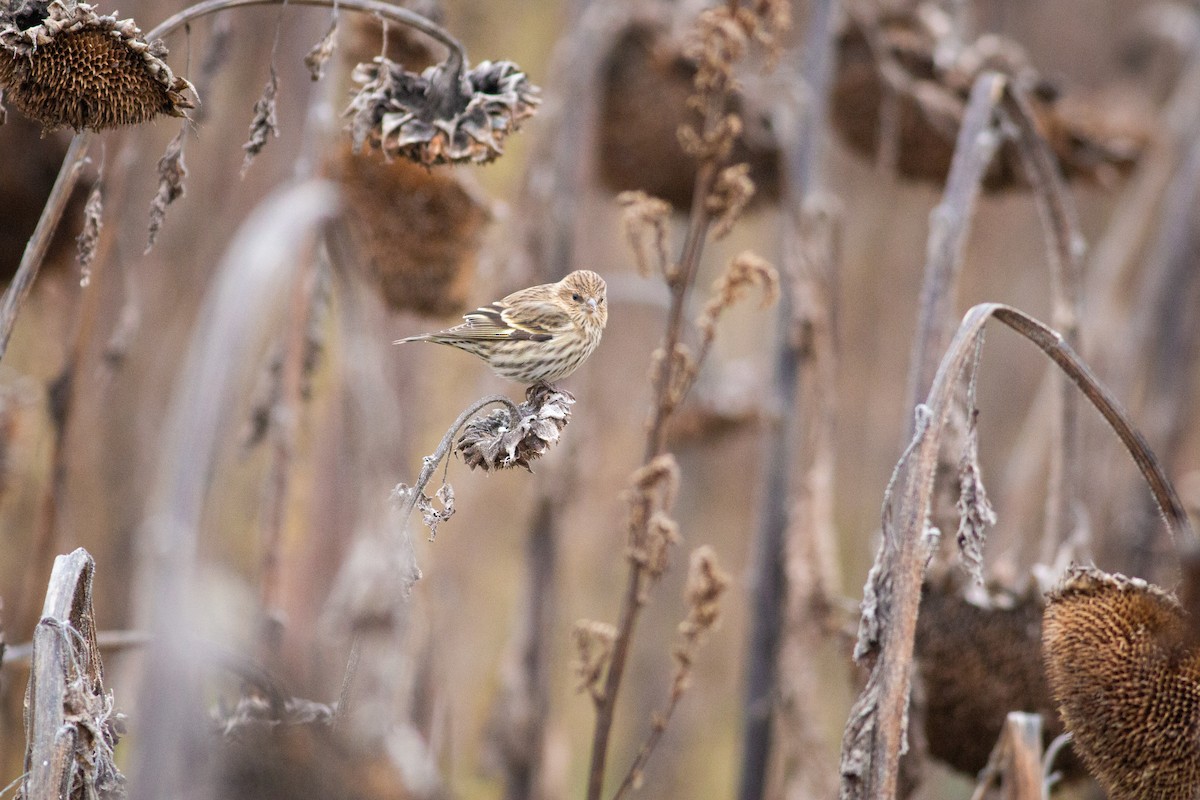 Pine Siskin - ML276456281