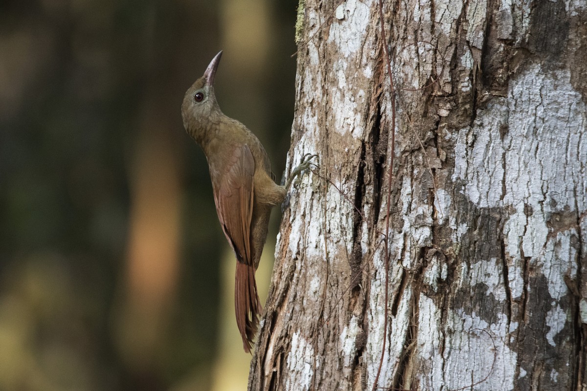 Uniform Woodcreeper (Brigida's) - Luiz Matos