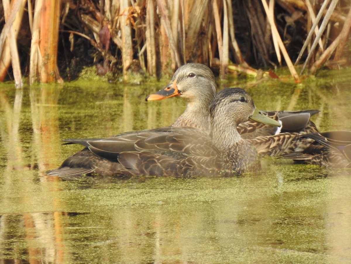 American Black Duck - ML276459001