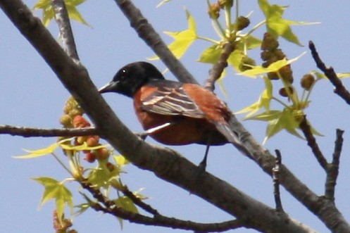 Orchard Oriole - ML27646311