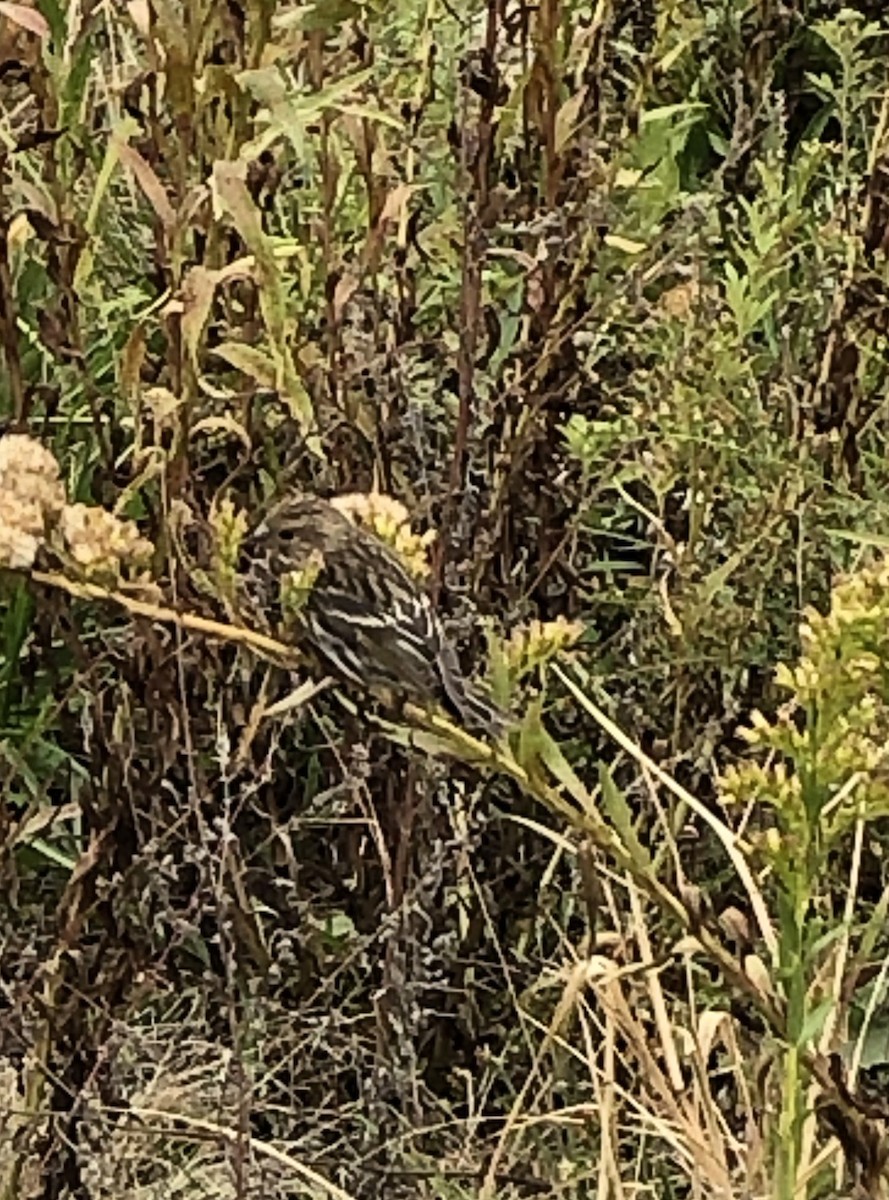 Pine Siskin - ML276464181