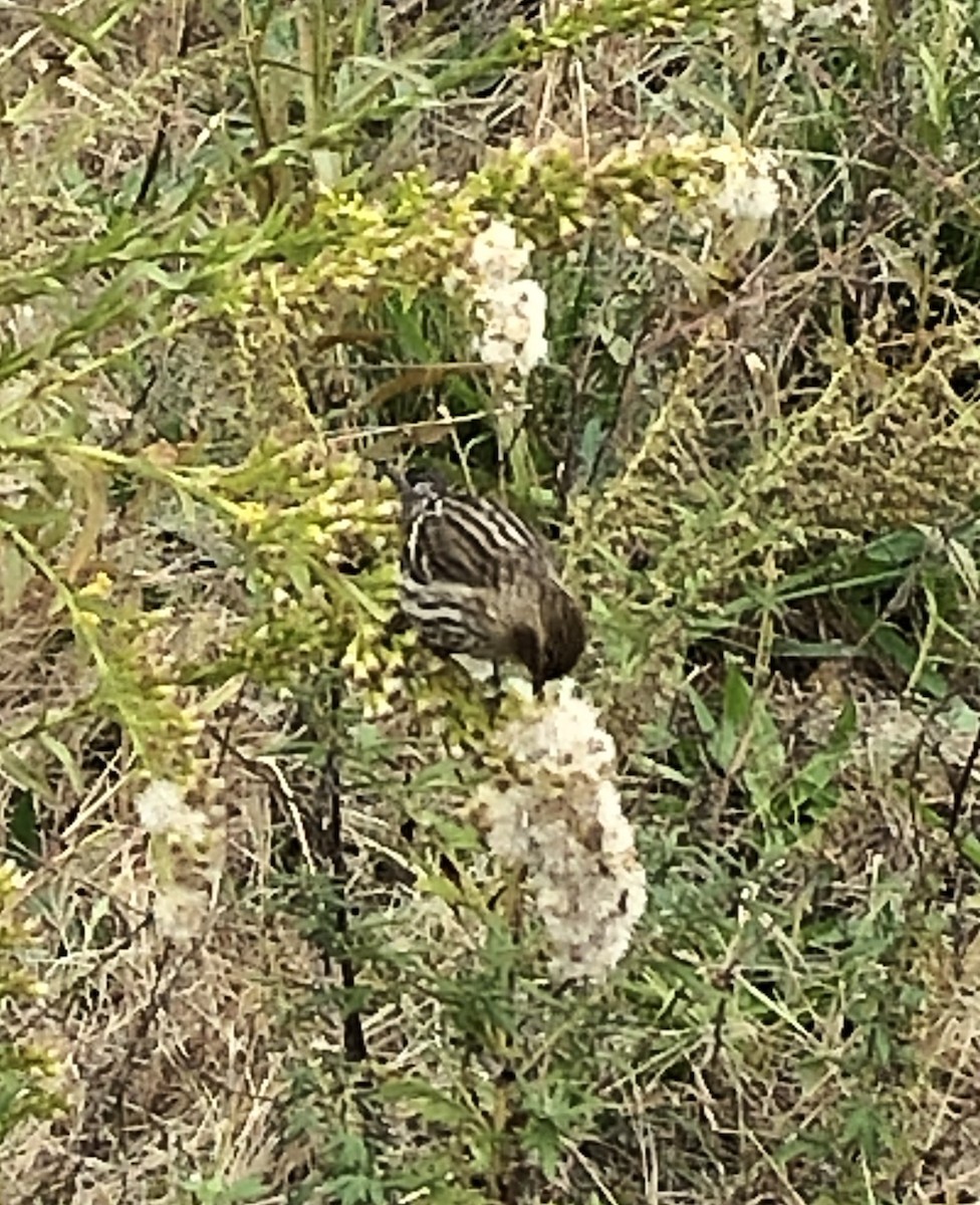 Pine Siskin - ML276464551