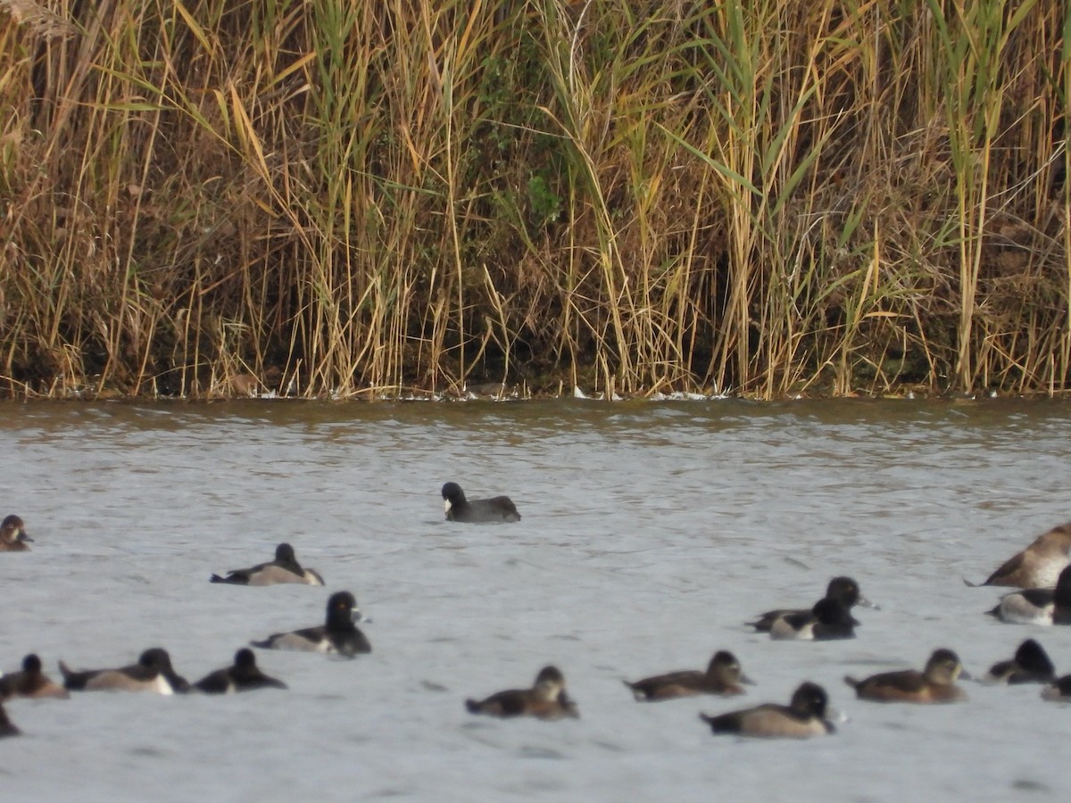 American Coot - ML276464651