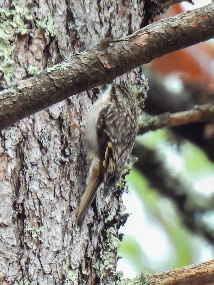 Brown Creeper - ML276464781