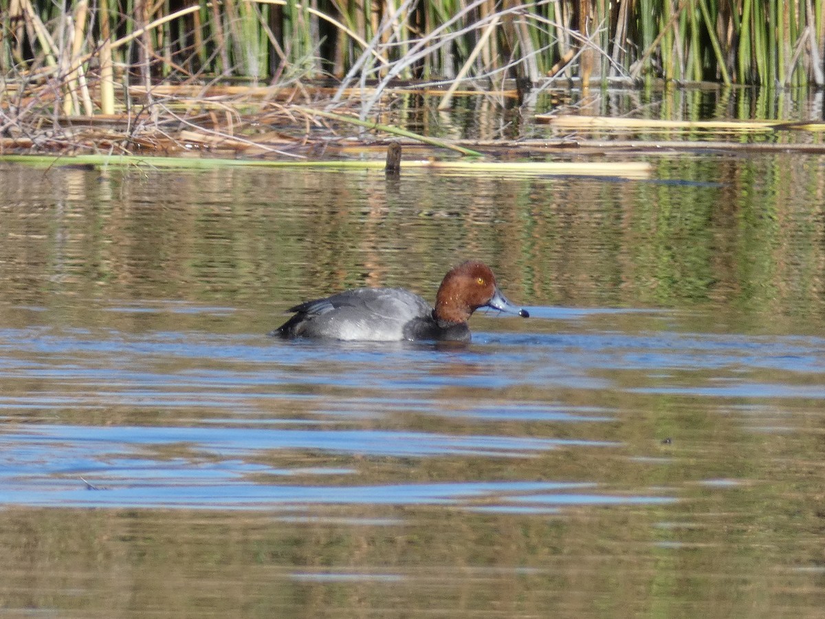 Redhead - ML276465541