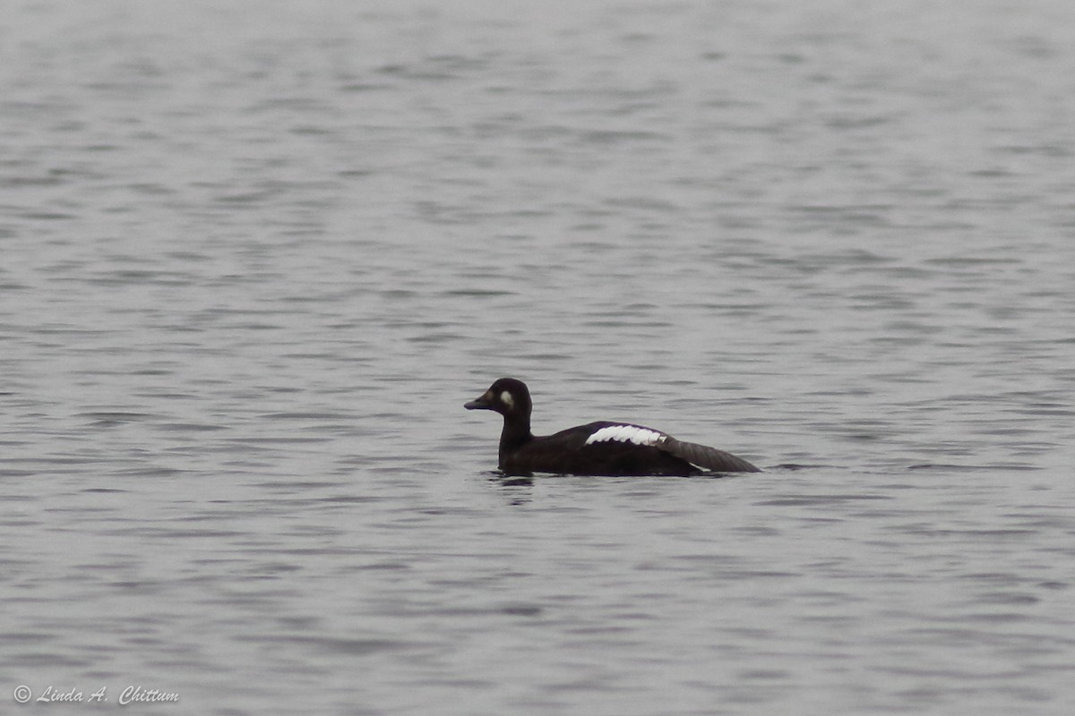 White-winged Scoter - ML276465711