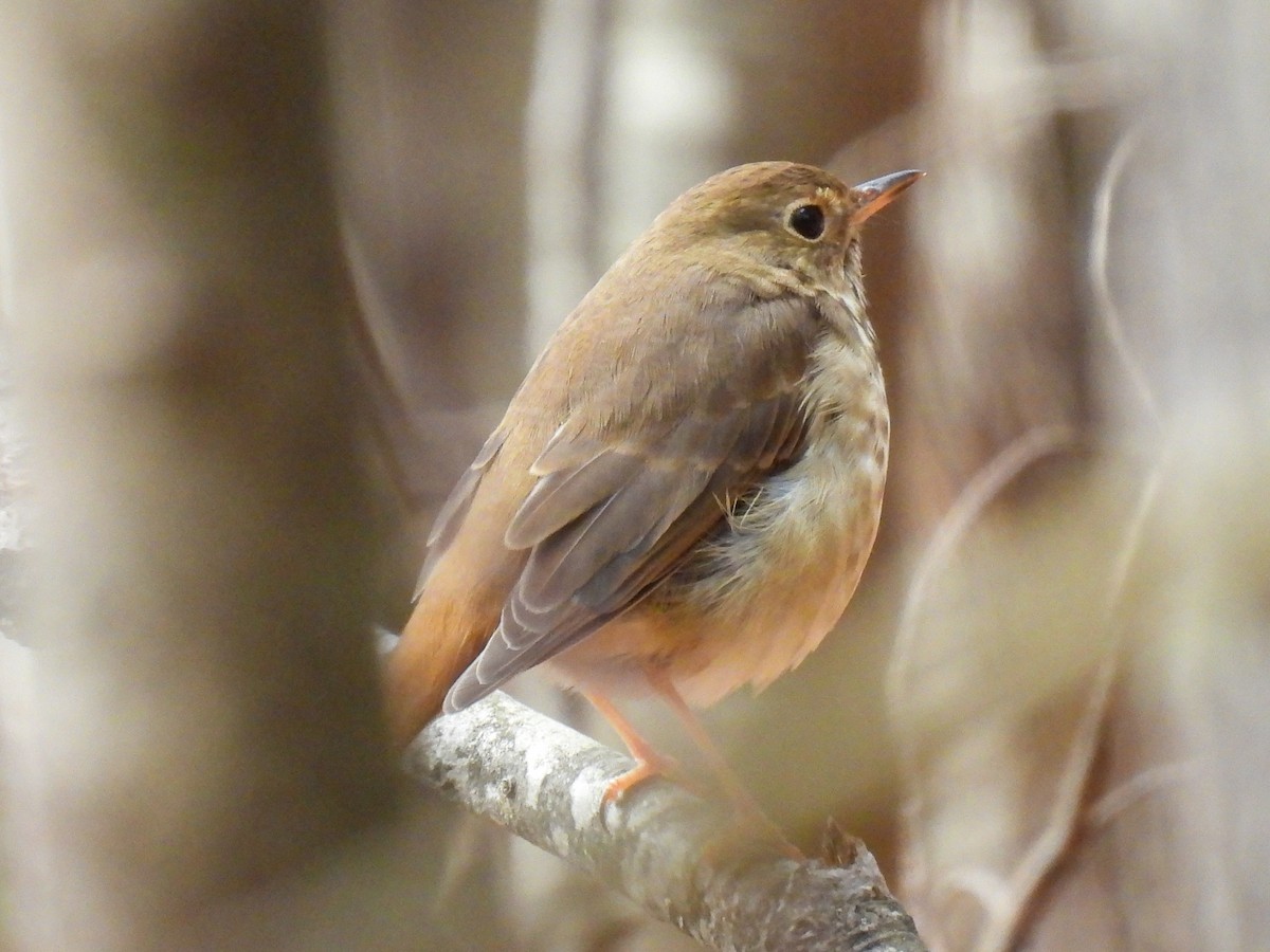 Hermit Thrush - ML276466631