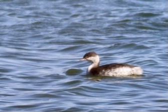 Horned Grebe - ML276466691