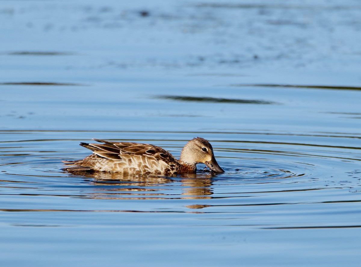 Blue-winged Teal - Melvern Martin