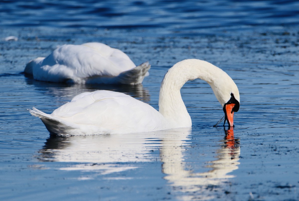 Mute Swan - Melvern Martin