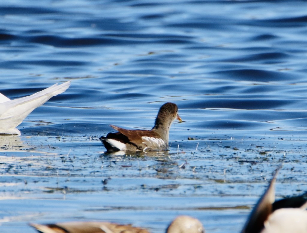 Gallinule d'Amérique - ML276468151