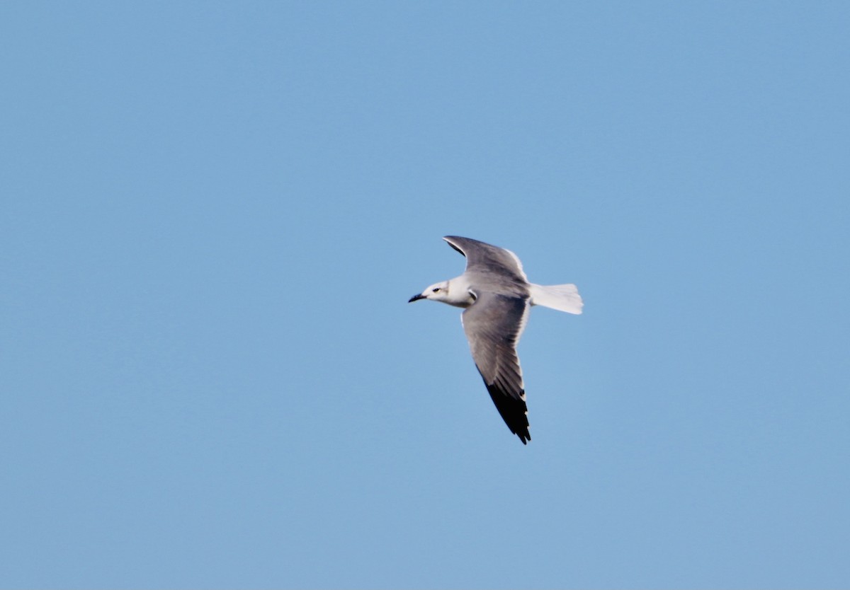 Laughing Gull - Melvern Martin