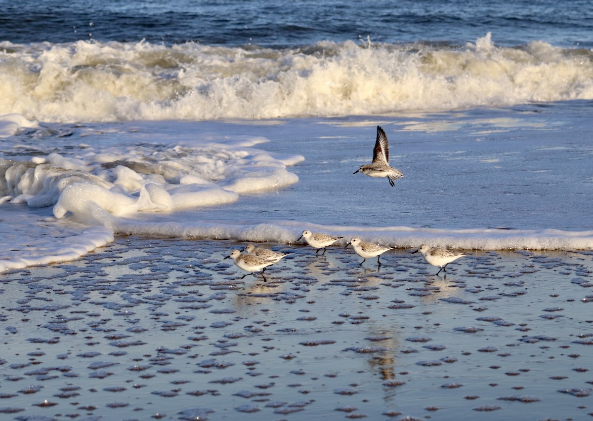 Bécasseau sanderling - ML276468881