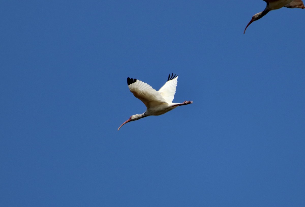 ibis bílý - ML276469121