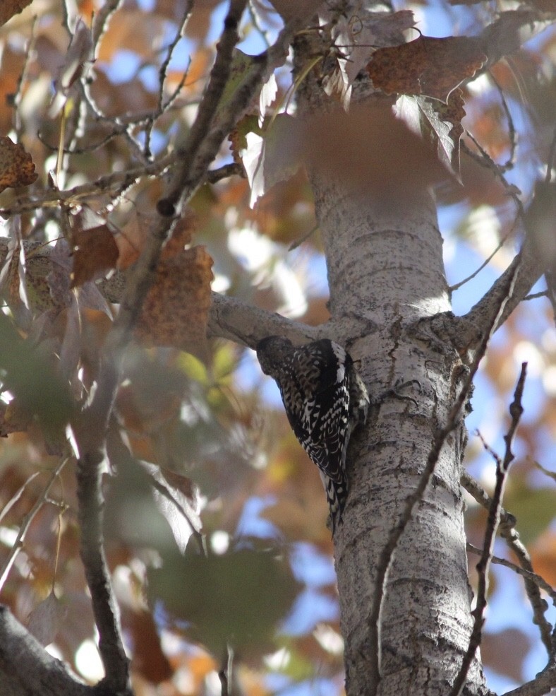 Yellow-bellied Sapsucker - ML276469211