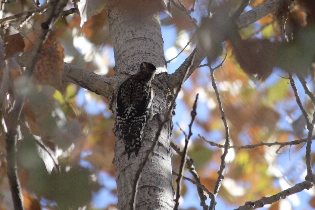 Yellow-bellied Sapsucker - ML276469351