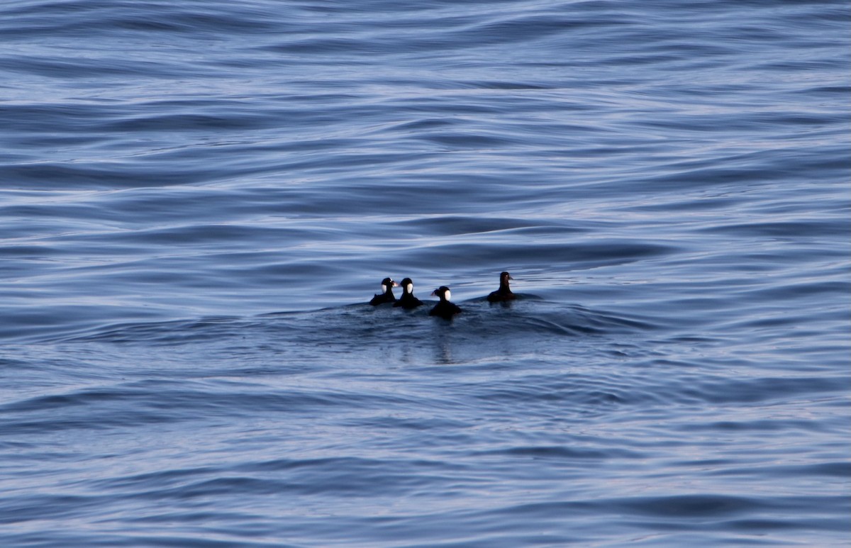 Surf Scoter - Melvern Martin