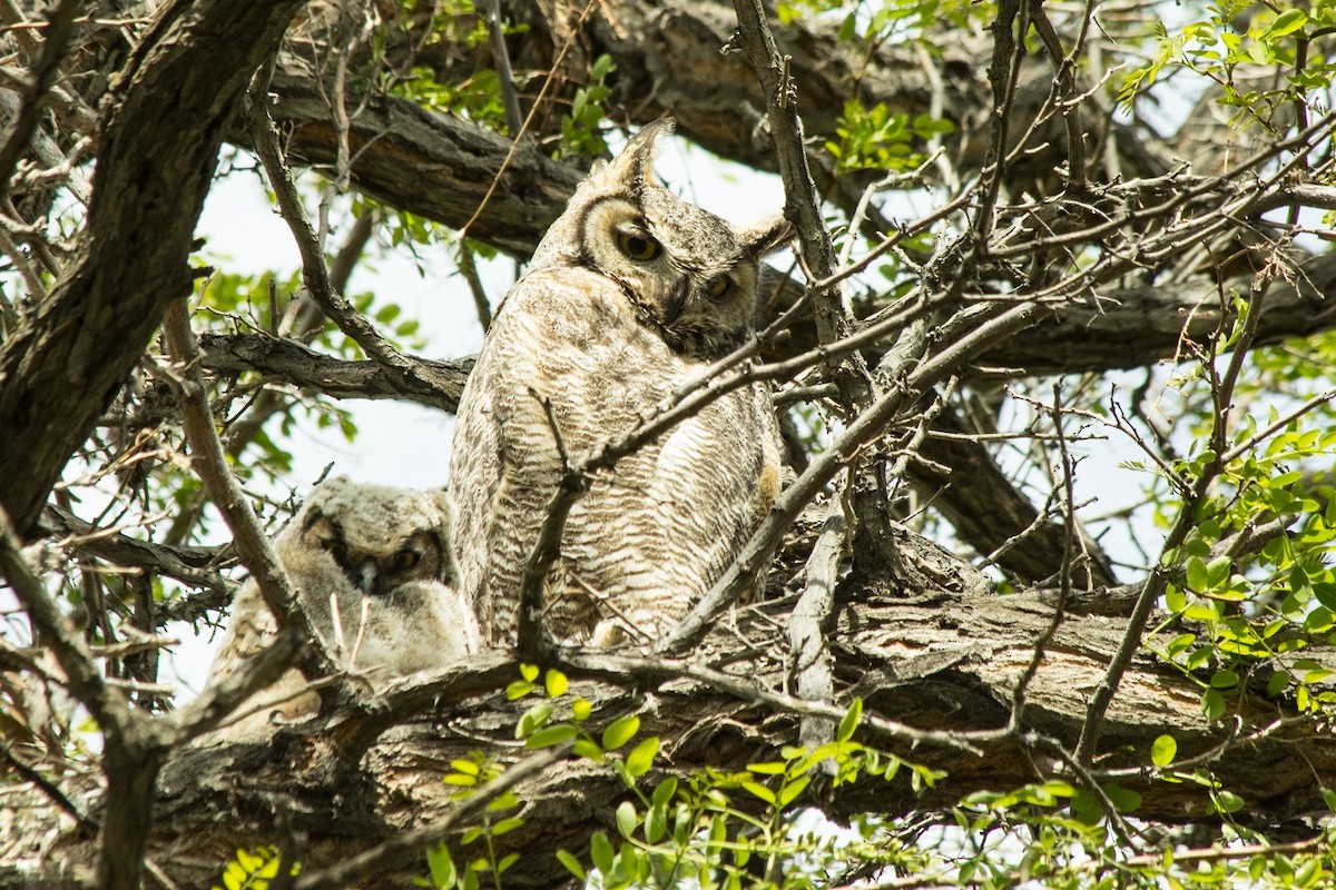 Great Horned Owl - Kathy Lopez