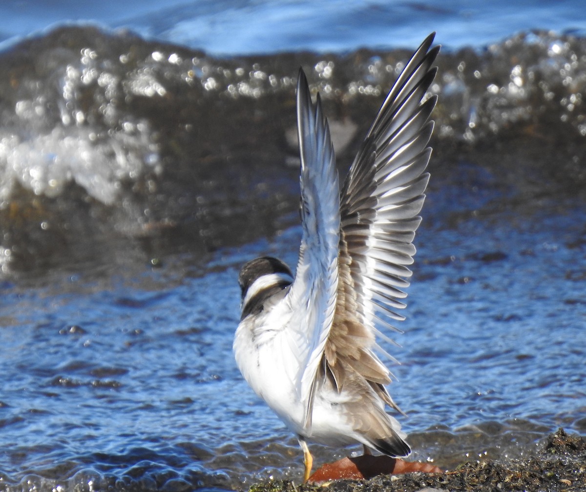 Semipalmated Plover - Glenn Hodgkins