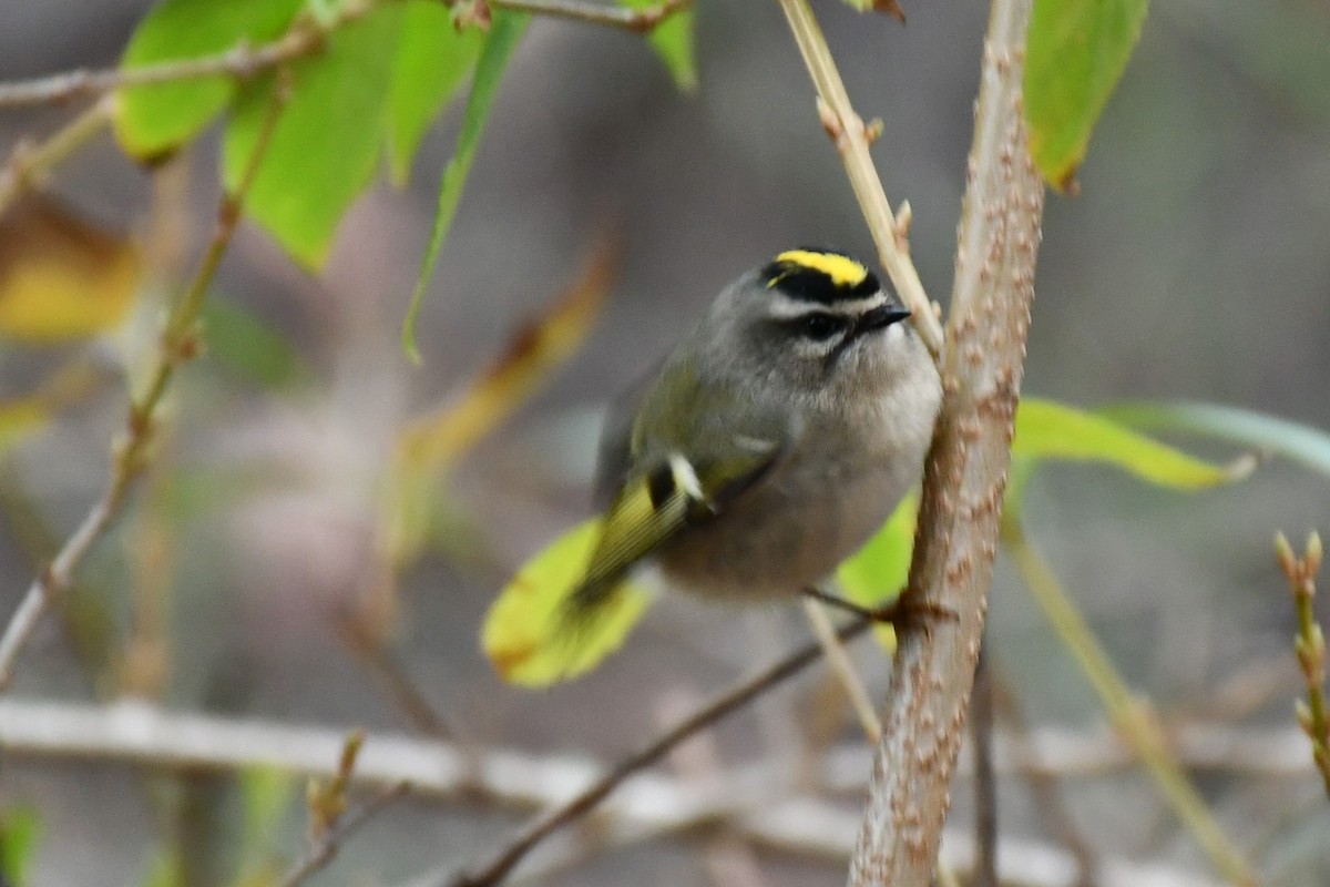 Golden-crowned Kinglet - ML276472311