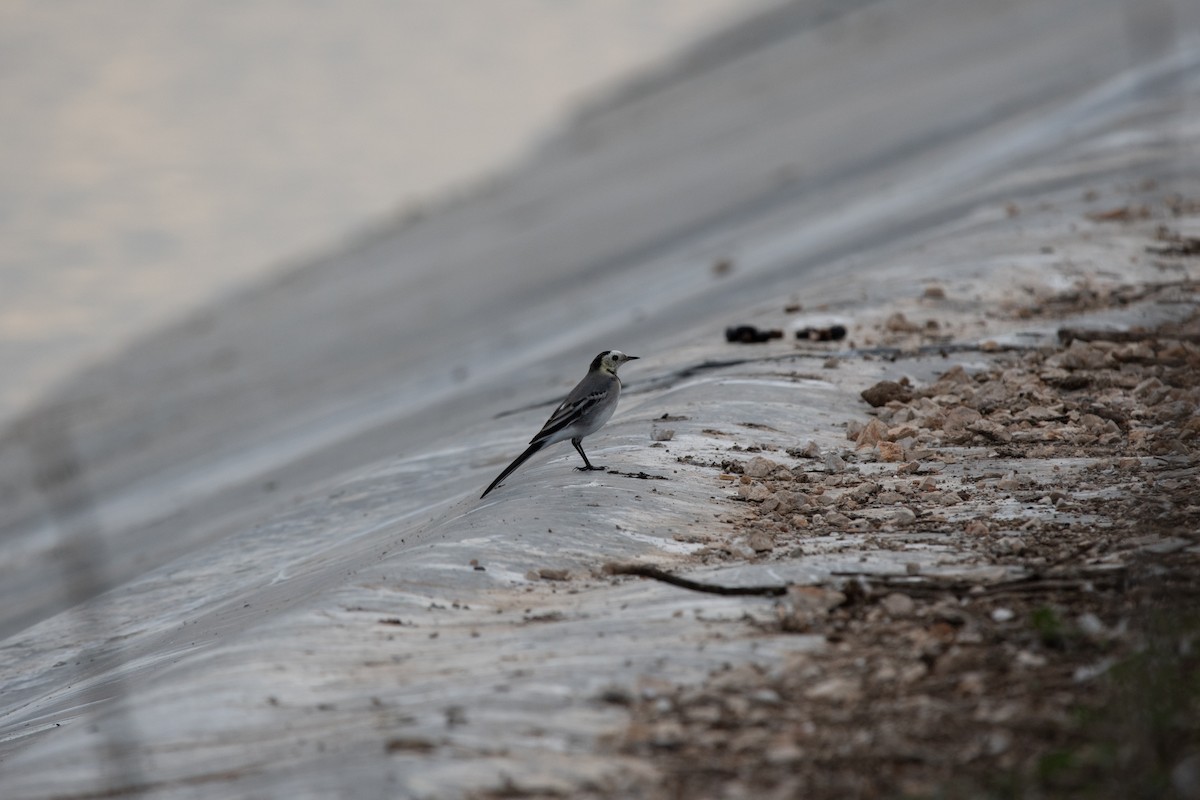 White Wagtail - ML276472861