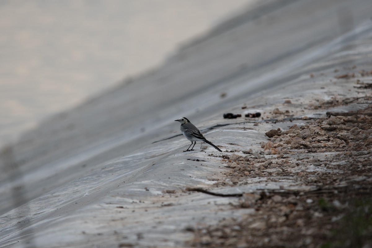 White Wagtail - ML276472881