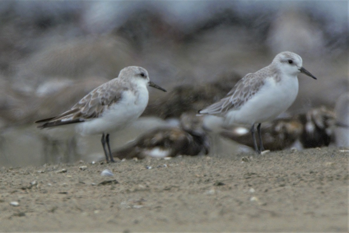 Sanderling - ML276476241